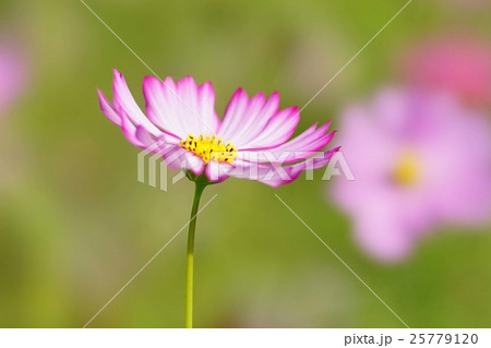 コスモスの花 25779120