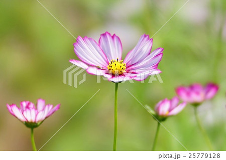 コスモスの花 25779128