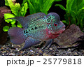 flowerhorn 25779818