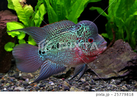 flowerhorn flowerhorn 25779818