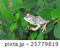 ガラガラアマガエル 25779819