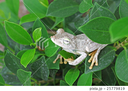 ガラガラアマガエル ガラガラアマガエル 25779819