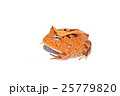 アマゾンツノガエル 25779820