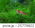 レッドチェリーシュリンプ 25779822