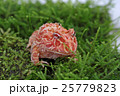 ストロベリーパイナップルツノガエル 25779823