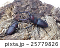 ノコギリクワガタ 25779826