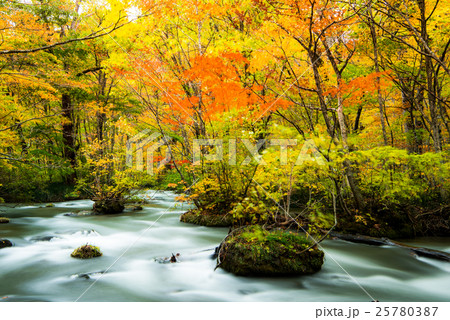 奥入瀬渓流の紅葉 三乱の流れ 奥入瀬渓流の紅葉 三乱の流れ 25780387