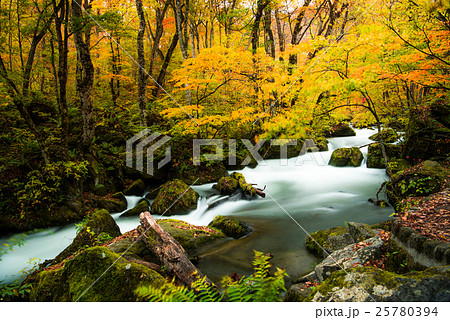 奥入瀬渓流の紅葉 阿修羅の流れの写真素材 [25780394] - PIXTA