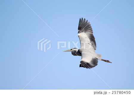滑空するアオサギ 25780450