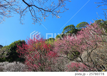 熱海梅園 25780778