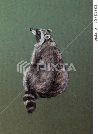 wild raccoon drawing wild raccoon drawing 25781333
