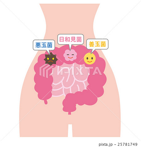 腸内細菌 腸内細菌 25781749