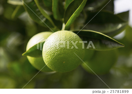 Orange tree with fruits 25781899
