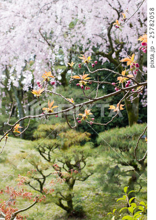 平安神宮中神苑に満開の桜 平安神宮中神苑に満開の桜 25782058