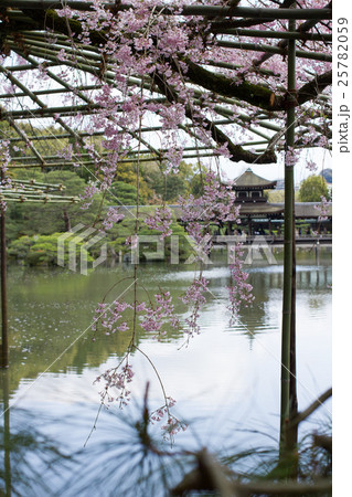 平安神宮栖鳳池、満開の枝垂桜の向こうに泰平閣 平安神宮栖鳳池、満開の枝垂桜の向こうに泰平閣 25782059