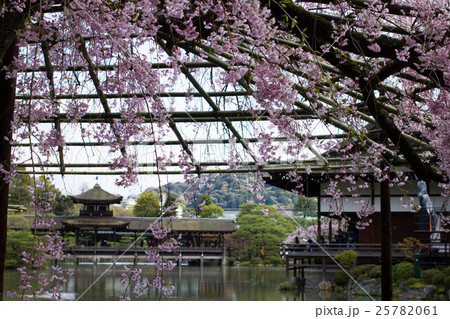 平安神宮栖鳳池、満開の枝垂桜の向こうに泰平閣と尚美館 平安神宮栖鳳池、満開の枝垂桜の向こうに泰平閣と尚美館 25782061