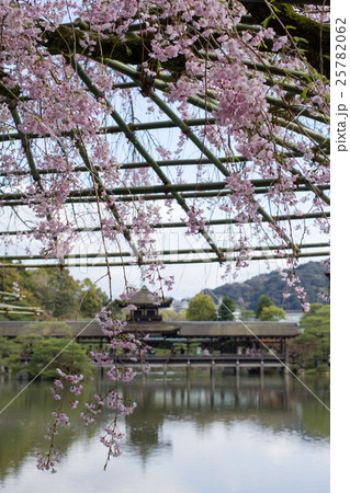 平安神宮栖鳳池、満開の枝垂桜の向こうに泰平閣 平安神宮栖鳳池、満開の枝垂桜の向こうに泰平閣 25782062