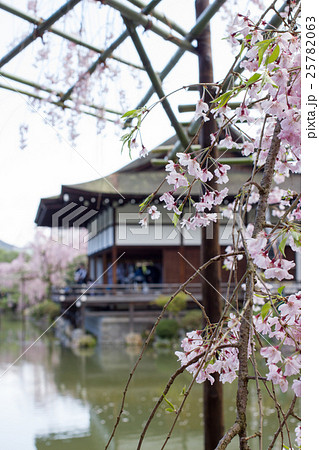 平安神宮栖鳳池、満開の枝垂桜の向こうに尚美館 平安神宮栖鳳池、満開の枝垂桜の向こうに尚美館 25782063