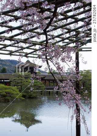 平安神宮栖鳳池、満開の枝垂桜の向こうに泰平閣 平安神宮栖鳳池、満開の枝垂桜の向こうに泰平閣 25782064