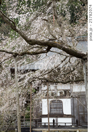 常照皇寺、開山堂と左近の桜 常照皇寺、開山堂と左近の桜 25782074