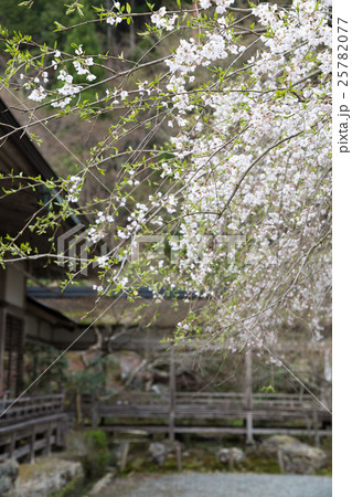 常照皇寺、九重桜の華奢な枝振り 25782077