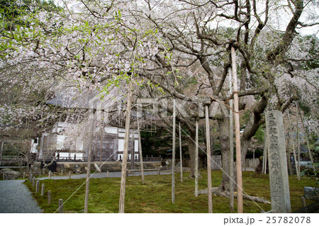 常照皇寺、開山堂怡雲庵と満開の桜 常照皇寺、開山堂怡雲庵と満開の桜 25782078