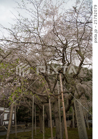 常照皇寺、開山堂怡雲庵と満開の桜 常照皇寺、開山堂怡雲庵と満開の桜 25782079