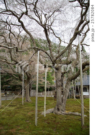 常照皇寺、苔むす庭に九重桜 常照皇寺、苔むす庭に九重桜 25782084
