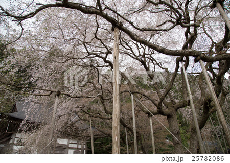 常照皇寺、天を覆う満開の九重桜、花曇り 25782086