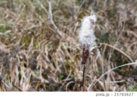Bulrush plants in the swamp Bulrush plants in the swamp 25783627