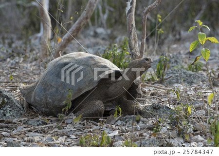 Wildlife scene of giant turtle in galapagos island Wildlife scene of giant turtle in galapagos island 25784347
