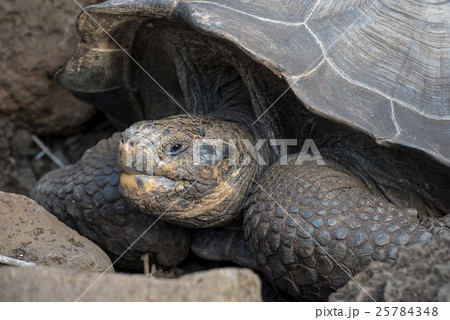 Close up of wild giant tortoise in natural habitat Close up of wild giant tortoise in natural habitat 25784348