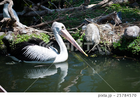 White pelican 25784570