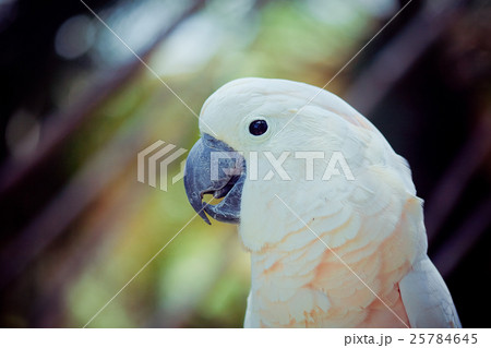 Parrot 25784645