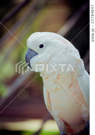 Parrot 25784647
