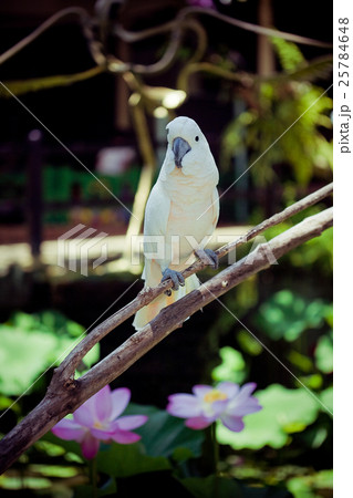 Parrot Parrot 25784648