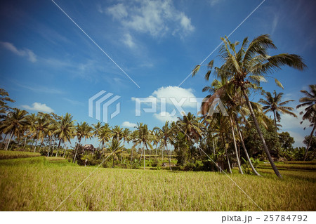 Rice Fields, Bali, Indonesia 25784792
