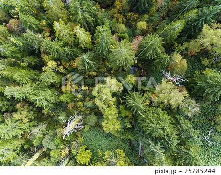 森林の空撮(真俯瞰) 森林の空撮(真俯瞰) 25785244
