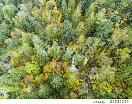 森林の空撮（真俯瞰） 25785246