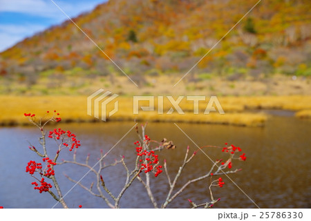 紅葉の赤城山 湿原 覚満淵 赤い実と対岸の紅葉 紅葉の赤城山 湿原 覚満淵 赤い実と対岸の紅葉 25786330