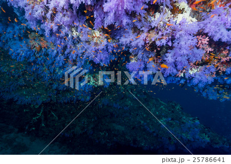 モルディブのソフトコーラル モルディブのソフトコーラル 25786641
