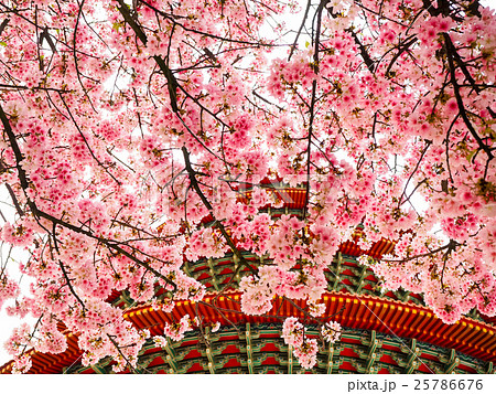 桜 さくら サクラ 25786676