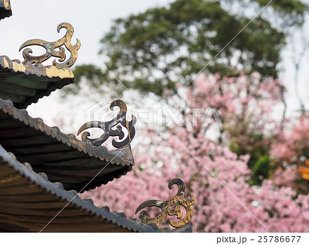 桜 さくら サクラ 25786677