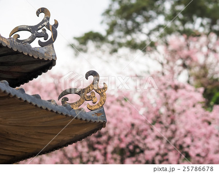 桜 さくら サクラ 25786678