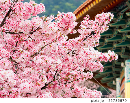 桜 さくら サクラ 25786679