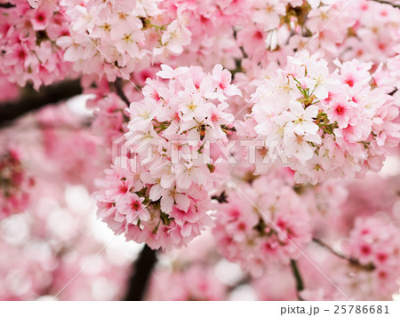 桜 さくら サクラ 25786681