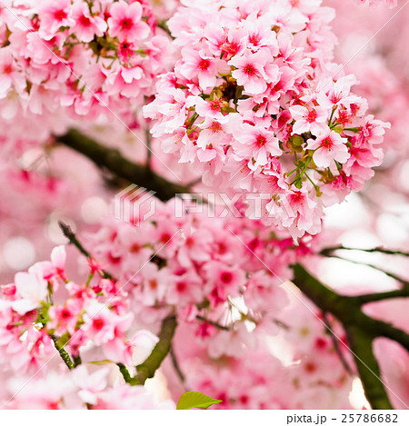 桜 さくら サクラ 25786682