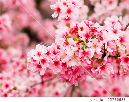 桜 さくら サクラ 25786683