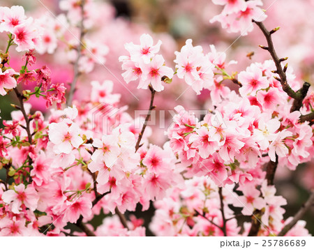 桜 さくら サクラ 25786689