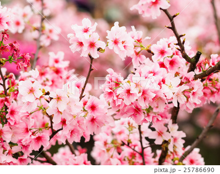 桜 さくら サクラ 25786690